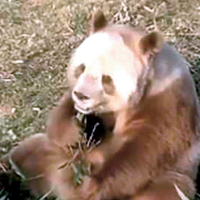 Nadir rastlanan kahverengi panda Çin'de görüntülendi!