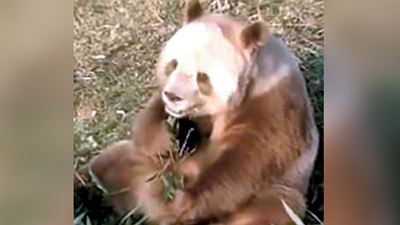 Nadir rastlanan kahverengi panda Çin'de görüntülendi!