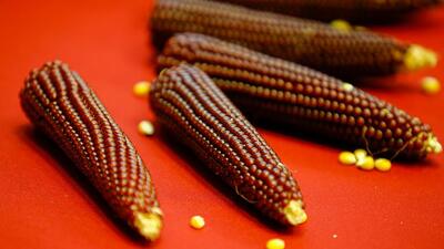 Proteini yüksek, kalorisi düşük mısır geliştirildi!