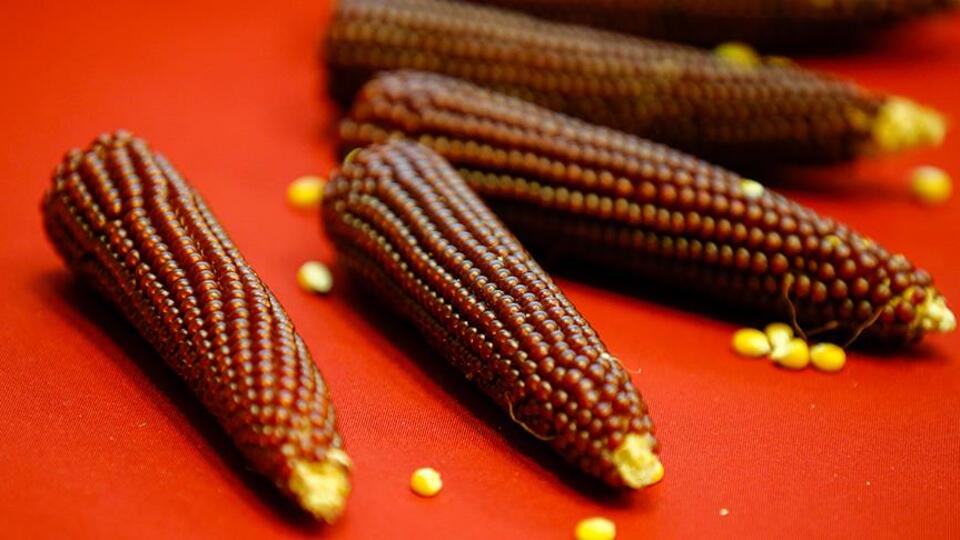 Proteini yüksek, kalorisi düşük mısır geliştirildi!