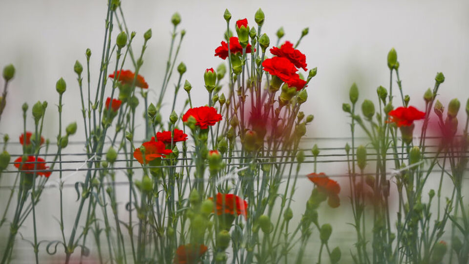 İlk yerli karanfil: Likya Kaya