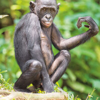 Neden şempanzelerden daha zekiyiz?