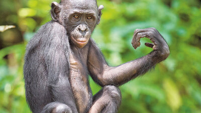 Neden şempanzelerden daha zekiyiz?