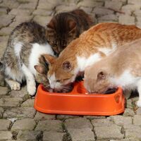 Kediler Mozart'ı duyunca yemeğe koşuyor