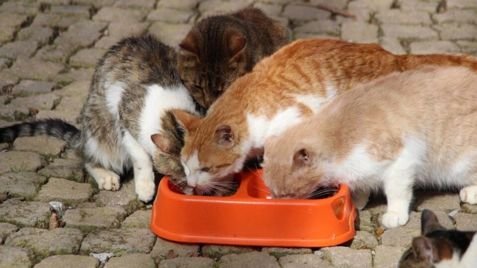 Kediler Mozart'ı duyunca yemeğe koşuyor