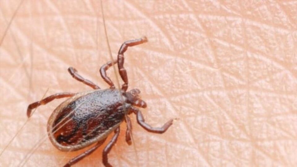 KKKA'da dünyanın en tecrübeli ülkesi: Türkiye