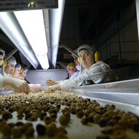 Kar yağışı fındık üreticilerini endişelendirdi