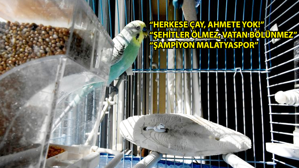 1 yılda 70 kelime öğrendi!