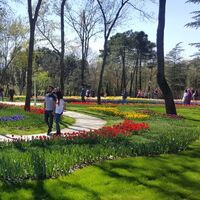 İBB Başkanı Uysal lalelerin maliyetini açıkladı