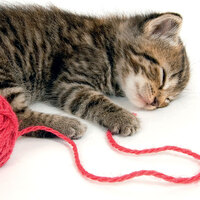 Rüya gören tek canlı türü biz miyiz?