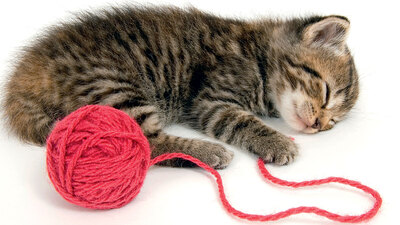 Rüya gören tek canlı türü biz miyiz?