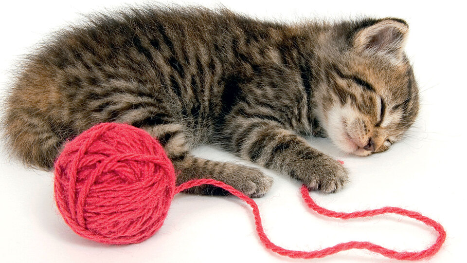 Rüya gören tek canlı türü biz miyiz?