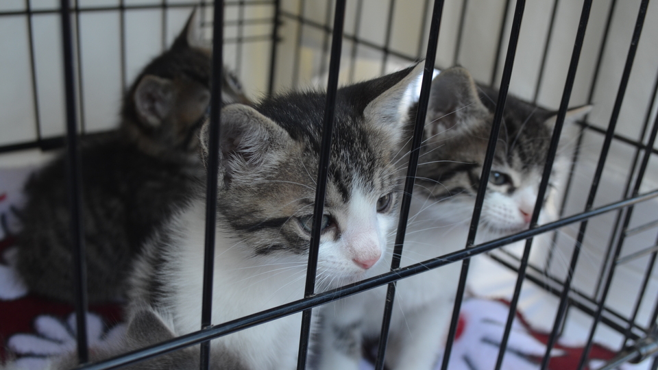 Sokak hayvanları için ''Sen de sahiplen" çağrısı