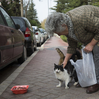 Maaşını sokak kedileri için harcıyor! Beslemek için 3 saat yürüyor