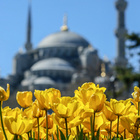 Tarihi mekanların çevresi lalelerle renklendi!