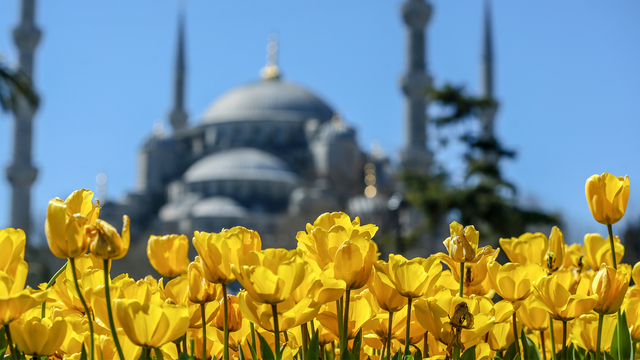 Tarihi mekanların çevresi lalelerle renklendi!