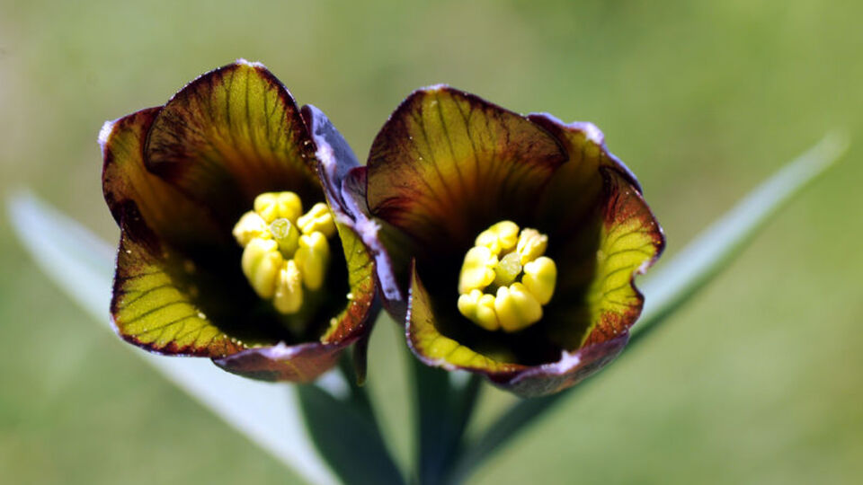 Antik kalıntıların arasında rastlamıştı, diğerlerinden çok farklı!