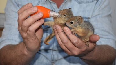 Kütükten çıkan yavru sincapları evladı gibi besliyor