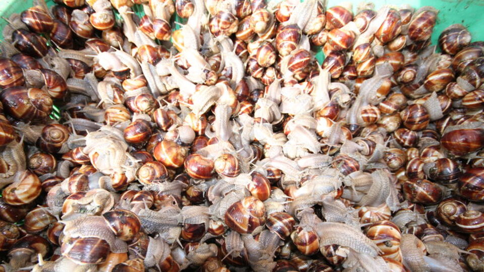 Okul harçlıklarını çıkarıyorlar, kilogramını 2 TL'den satıyorlar