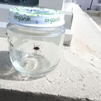 Kenenin ısırıp ısırmadığını anlayamayınca çareyi bunda buldu!