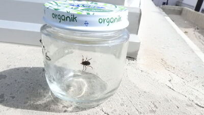 Kenenin ısırıp ısırmadığını anlayamayınca çareyi bunda buldu!