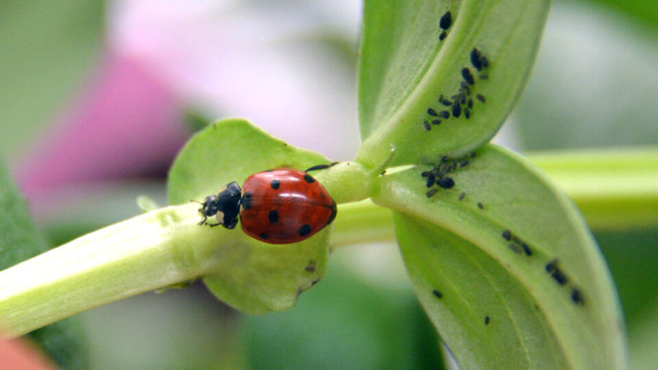 Kahramanmaraş'ta uğur böceği müzesi kurulacak