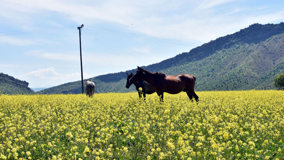 Teröristlerden temizlenen Balkaya Dağları rengarenk