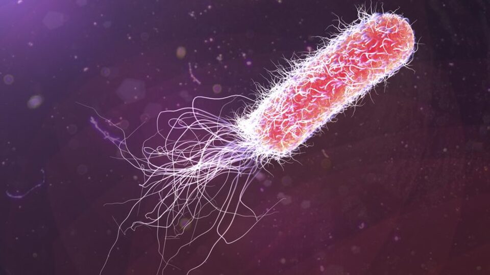 Bu bakteri hatıralarını sonraki nesillere aktarıyor!