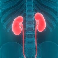 Bu sebepler böbrekleri bitiriyor!