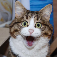 İnsan yüzlü kedi fenomen oldu!