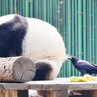 Karga pandadan tüy kopardı!