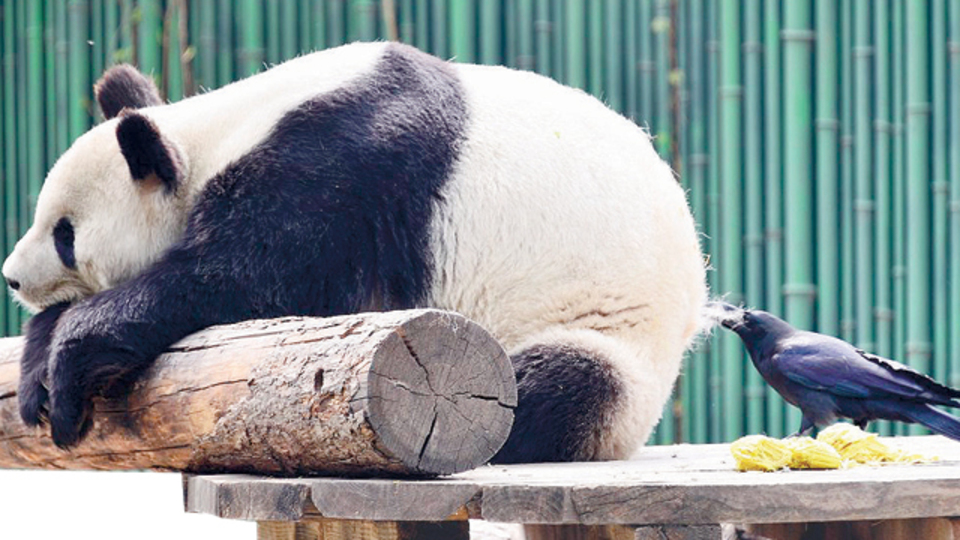 Karga pandadan tüy kopardı!