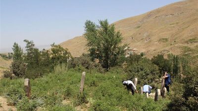 Bitlis'te tarihi mezar taşları bulundu