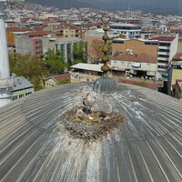18 yıldır kubbesinde leylek ağırlıyor!
