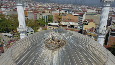 18 yıldır kubbesinde leylek ağırlıyor!