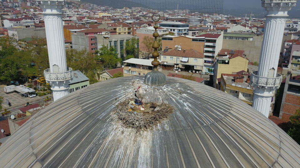 18 yıldır kubbesinde leylek ağırlıyor!