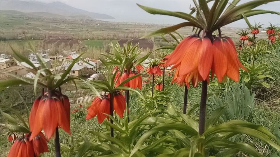 "Hüznün çiçeği" diyorlar! Ömürleri sadece 15 gün!