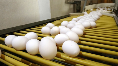 Yumurta alırken dikkat! Pazartesi başlıyor