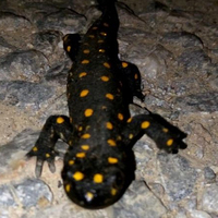 Bitlis'te cep telefonuyla görüntüledi! Ne olduğunu sonradan anladı