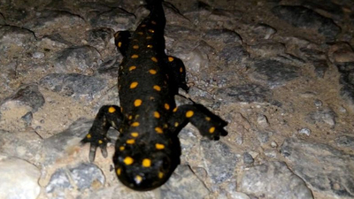 Bitlis'te cep telefonuyla görüntüledi! Ne olduğunu sonradan anladı