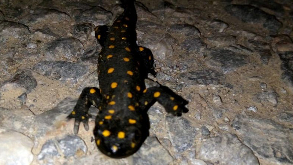 Bitlis'te cep telefonuyla görüntüledi! Ne olduğunu sonradan anladı