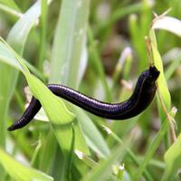 Doğal ortamlardan alınan sülükler risk taşıyor