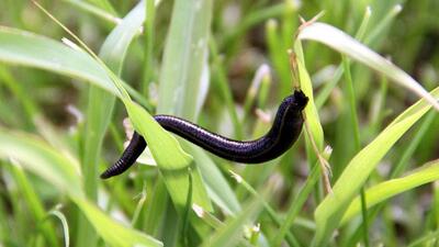 Doğal ortamlardan alınan sülükler risk taşıyor