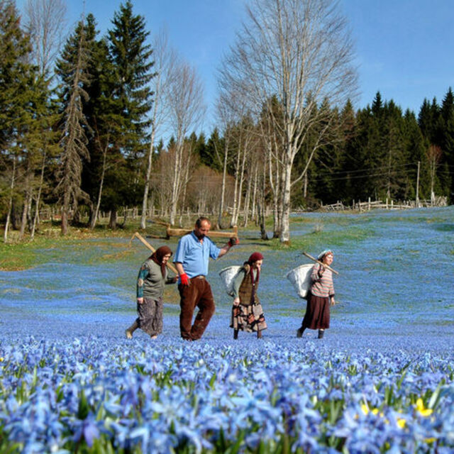 Mor yayla erkenden soldu!