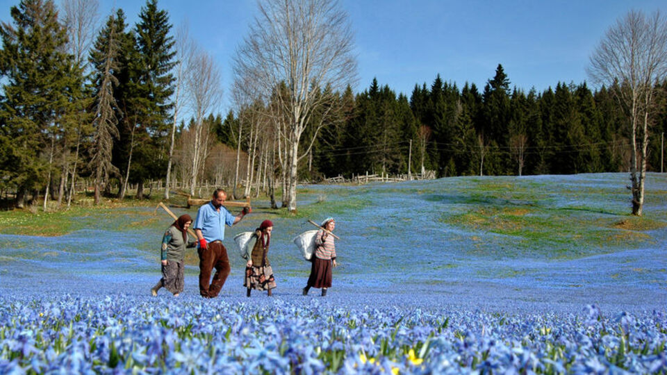 Mor yayla erkenden soldu!