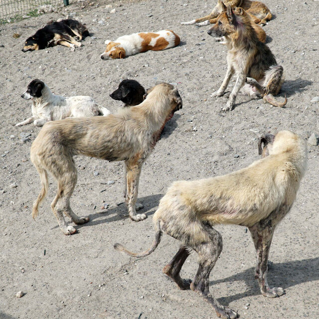Barınaktaki köpeklerin hali hayvanseverleri ayağa kaldırdı!
