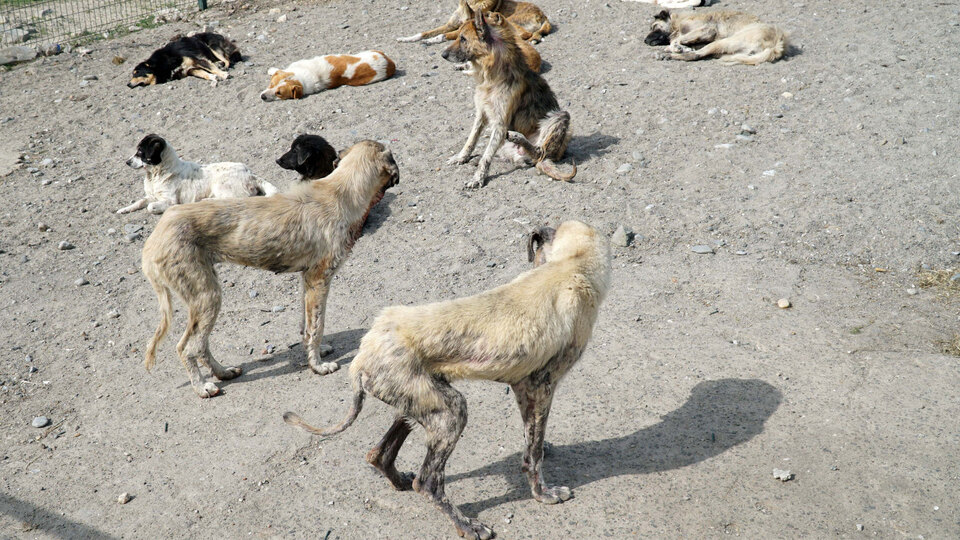 Barınaktaki köpeklerin hali hayvanseverleri ayağa kaldırdı!