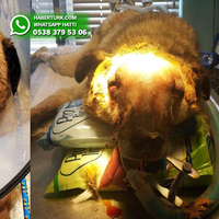 Bunu yapan insan olamaz! Çatalca'da kürekli vahşet