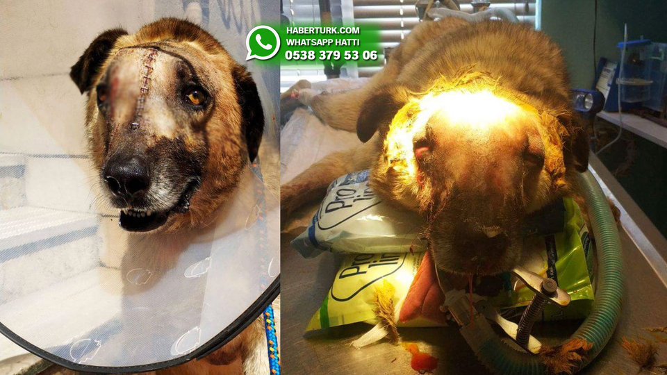 Bunu yapan insan olamaz! Çatalca'da kürekli vahşet