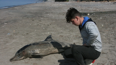 Düzce'de ölü yunus karaya vurdu